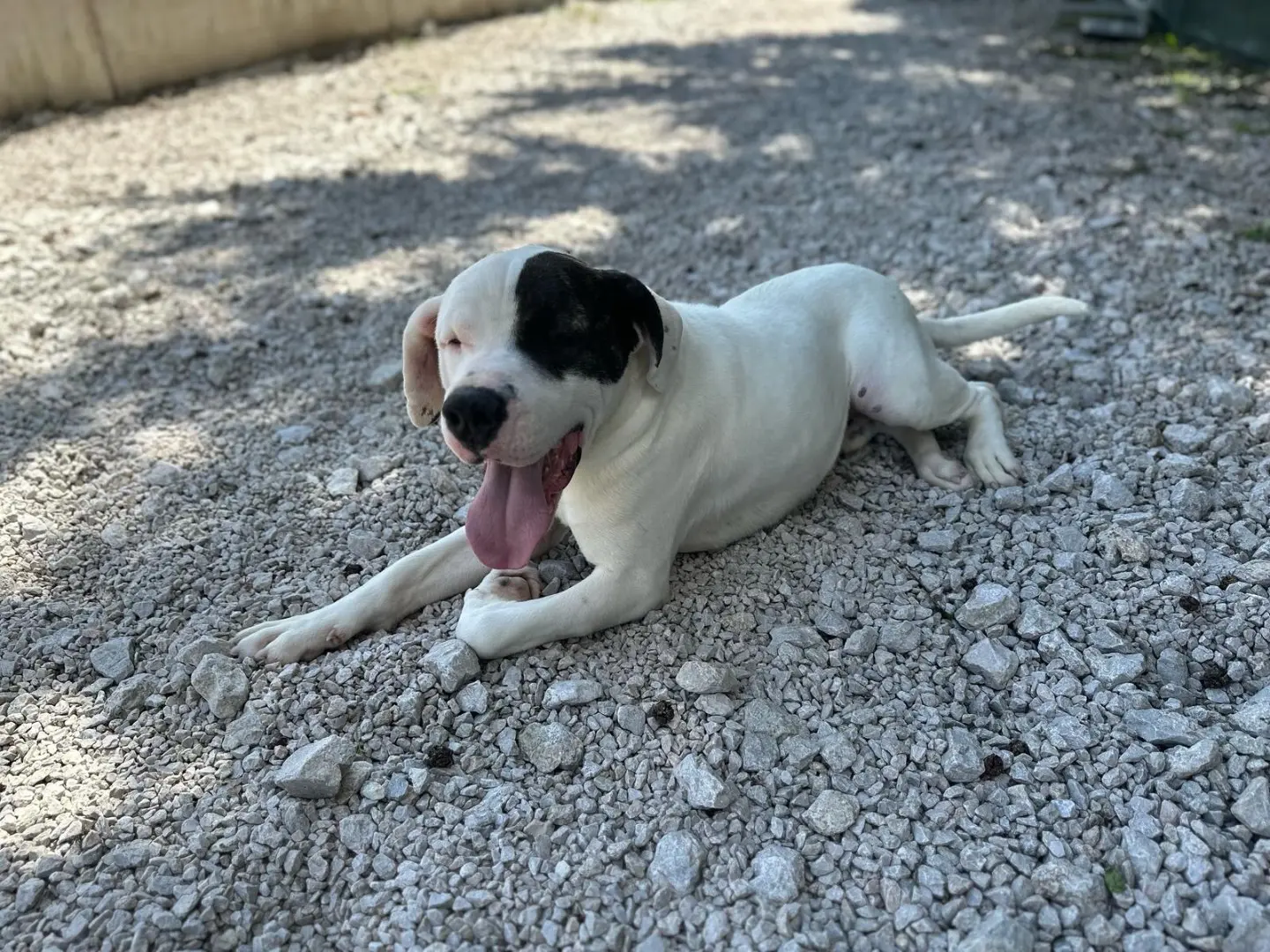 Adotta un cane, taglia grande, maschio, Salerno