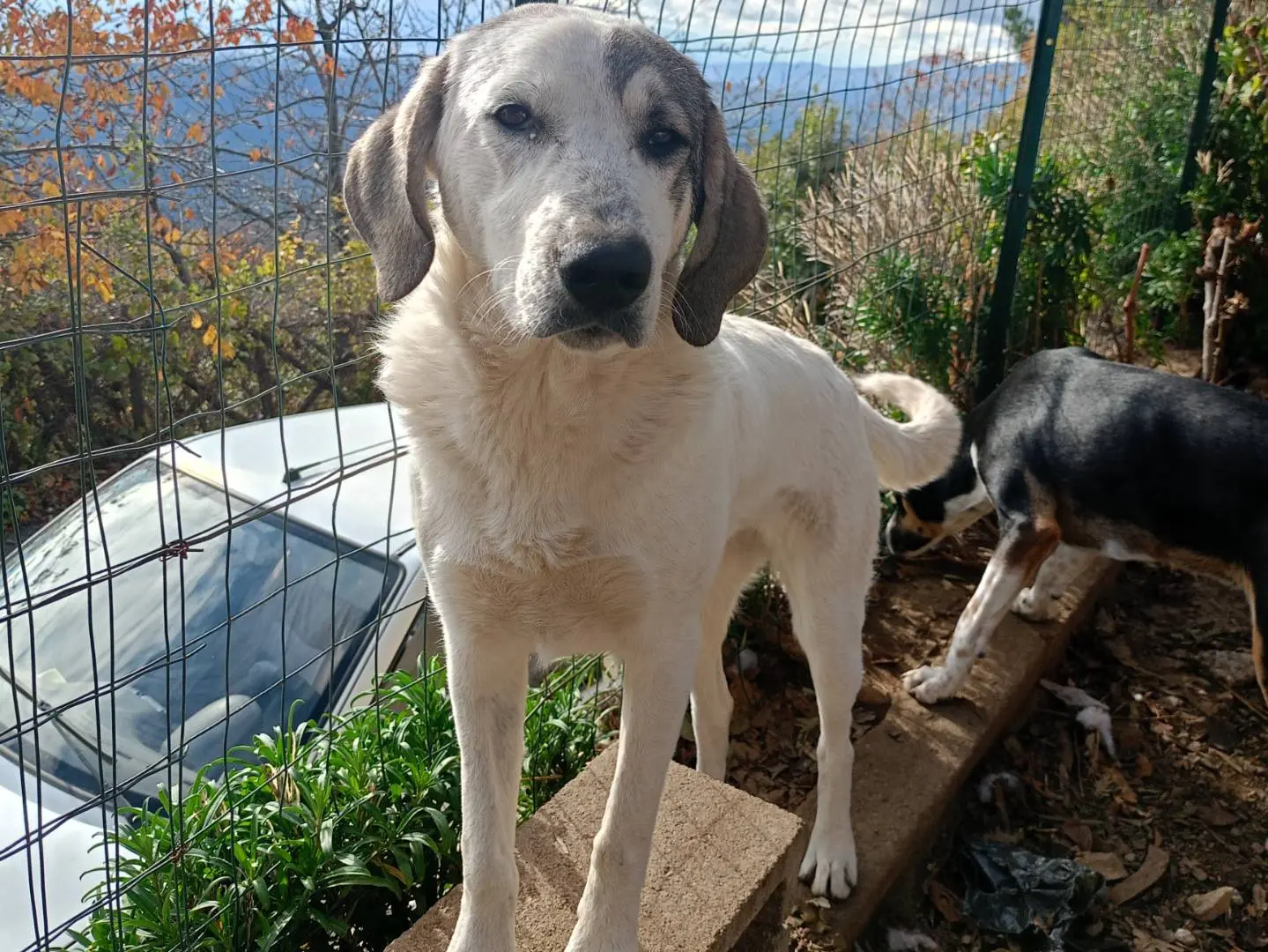 Foto 3 dell'animale