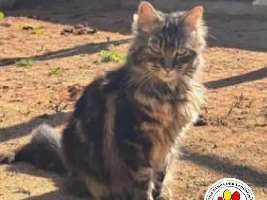 Adozione gatto, maschio, Gatto d'Angora  Razza sconosciuta, 1 anno e 5 mesi, taglia non valida, Milano