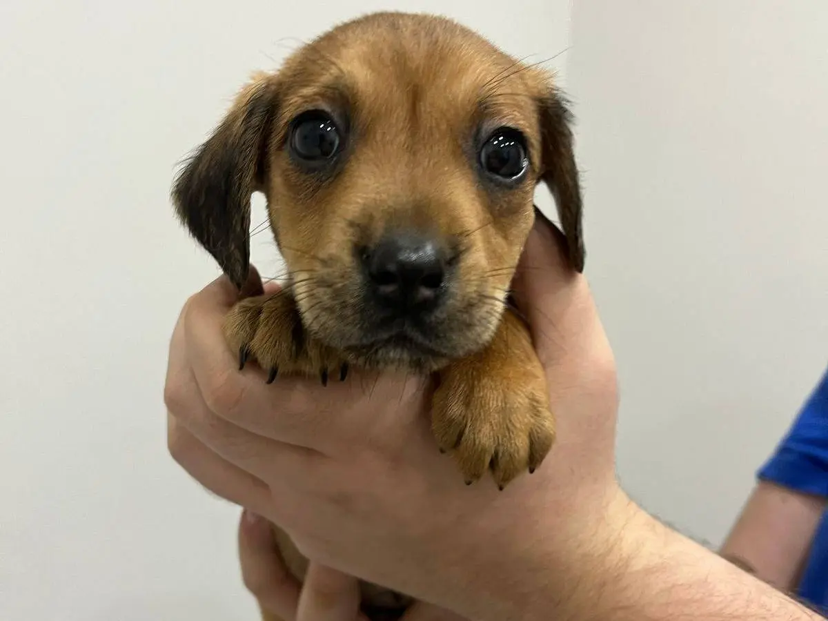 Adozione cane, maschio, Razza sconosciuta Razza sconosciuta, 1 anno e 8 mesi, taglia media contenuta, Messina
