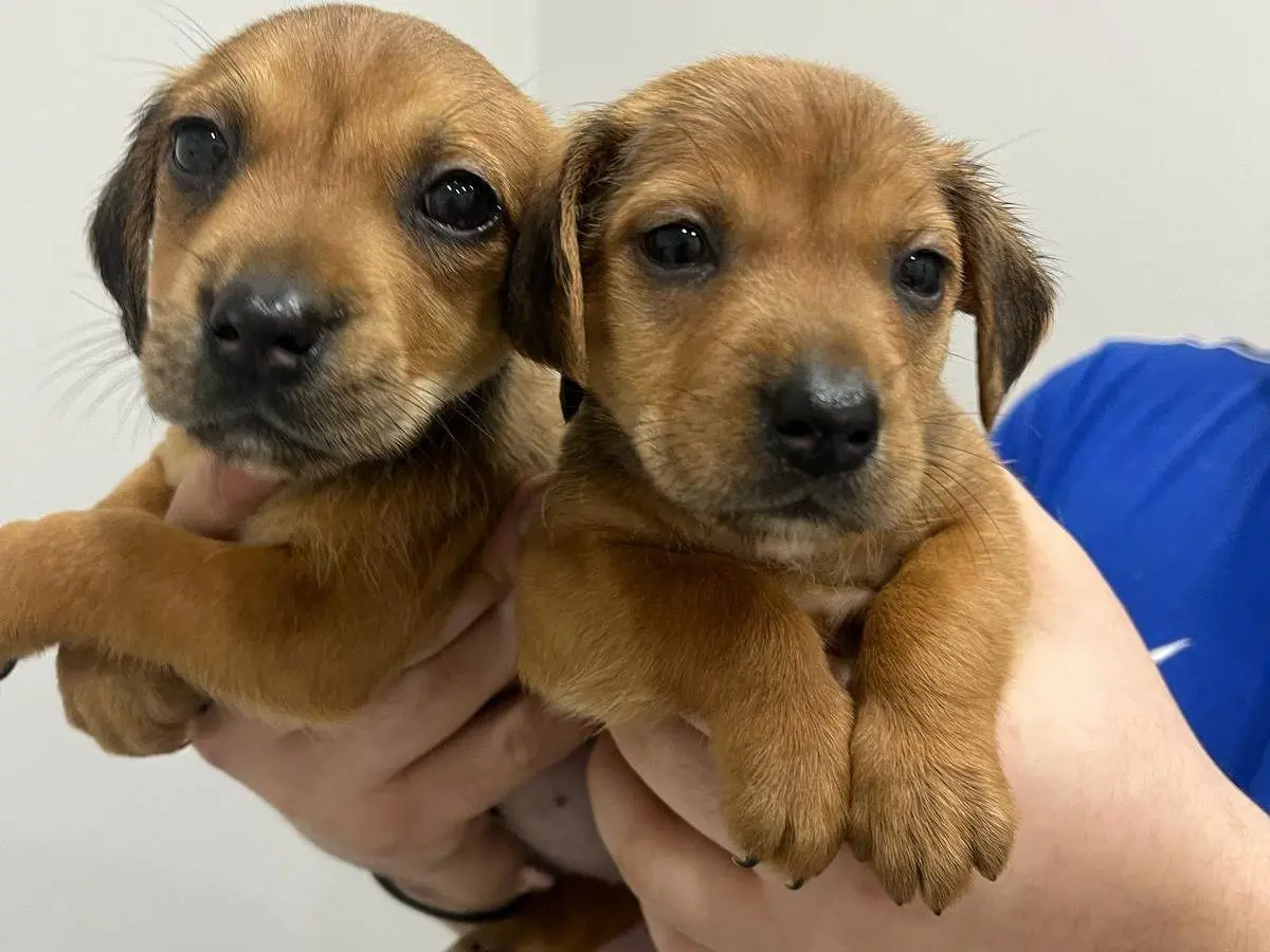 Adotta un cane, maschio, 1 anno e 8 mesi, Messina