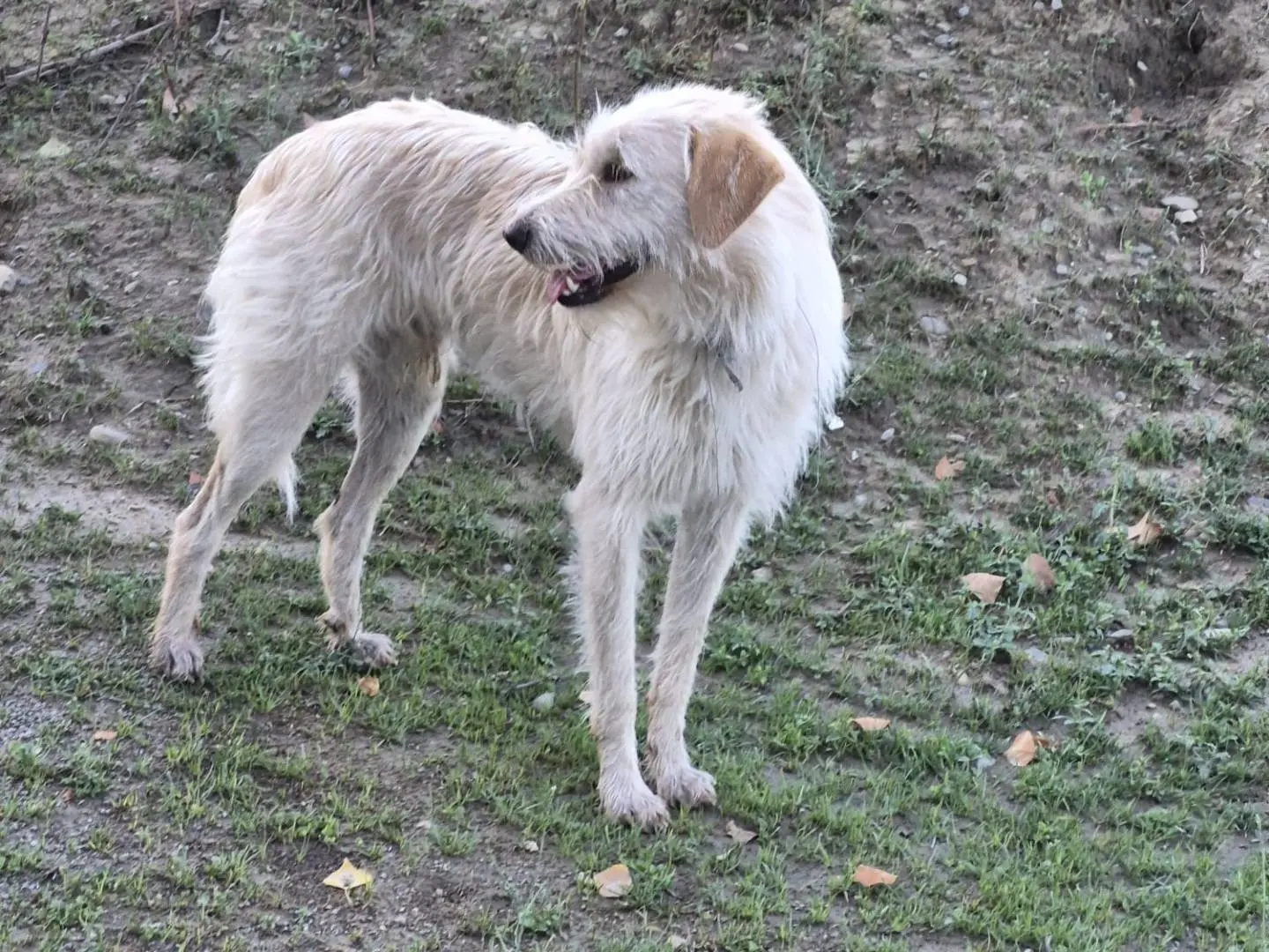 Foto 3 dell'animale