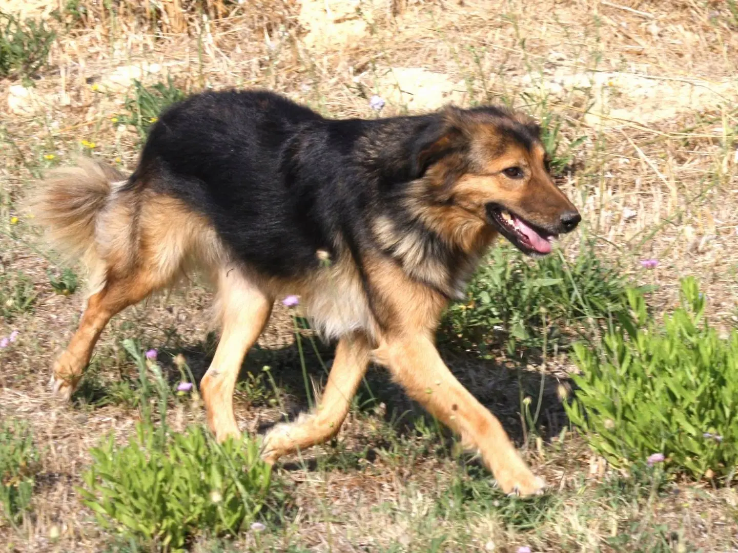 Adotta il cane Enza a Bari
