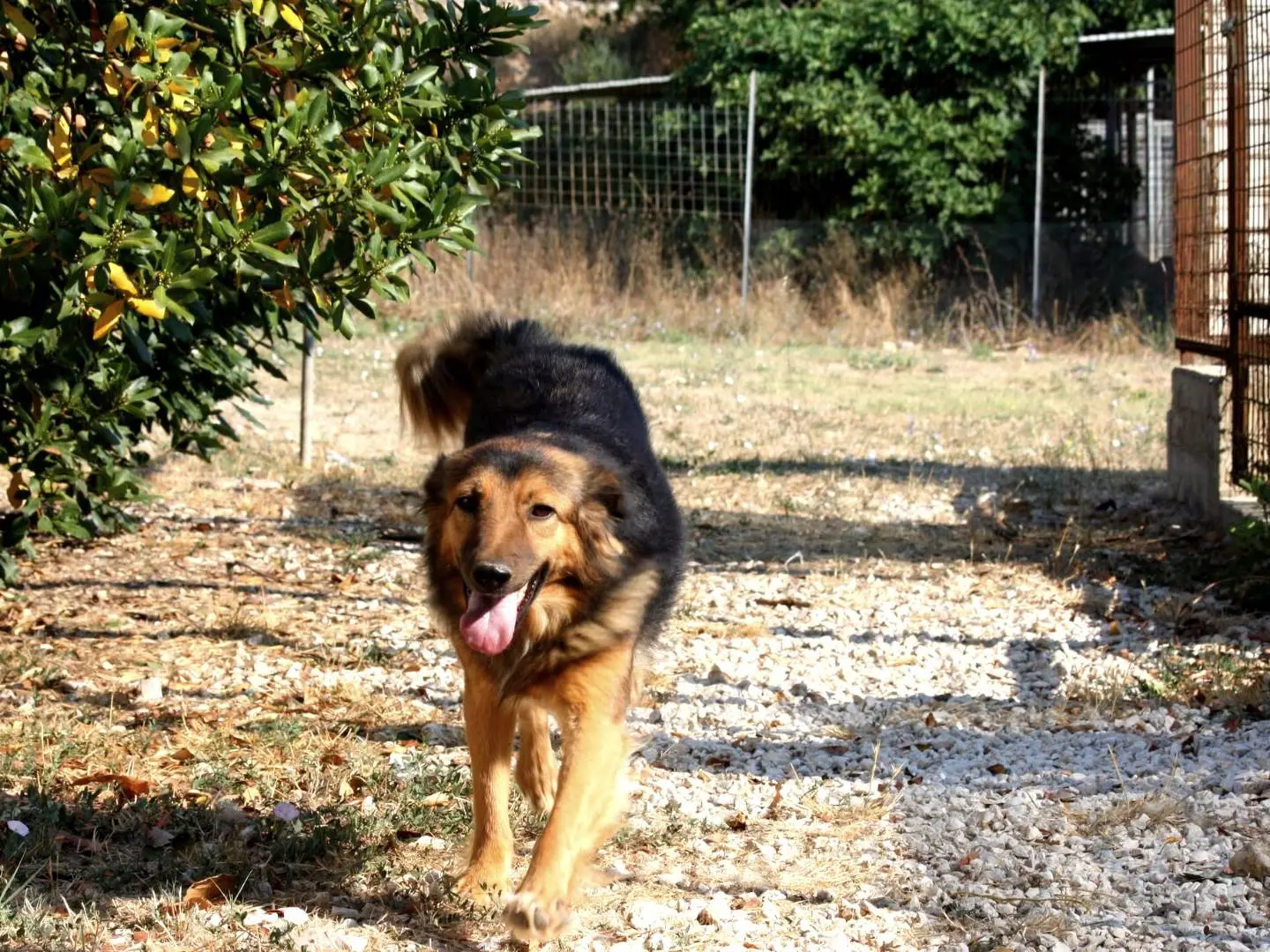 Adotta un cane, taglia media, femmina, Bari