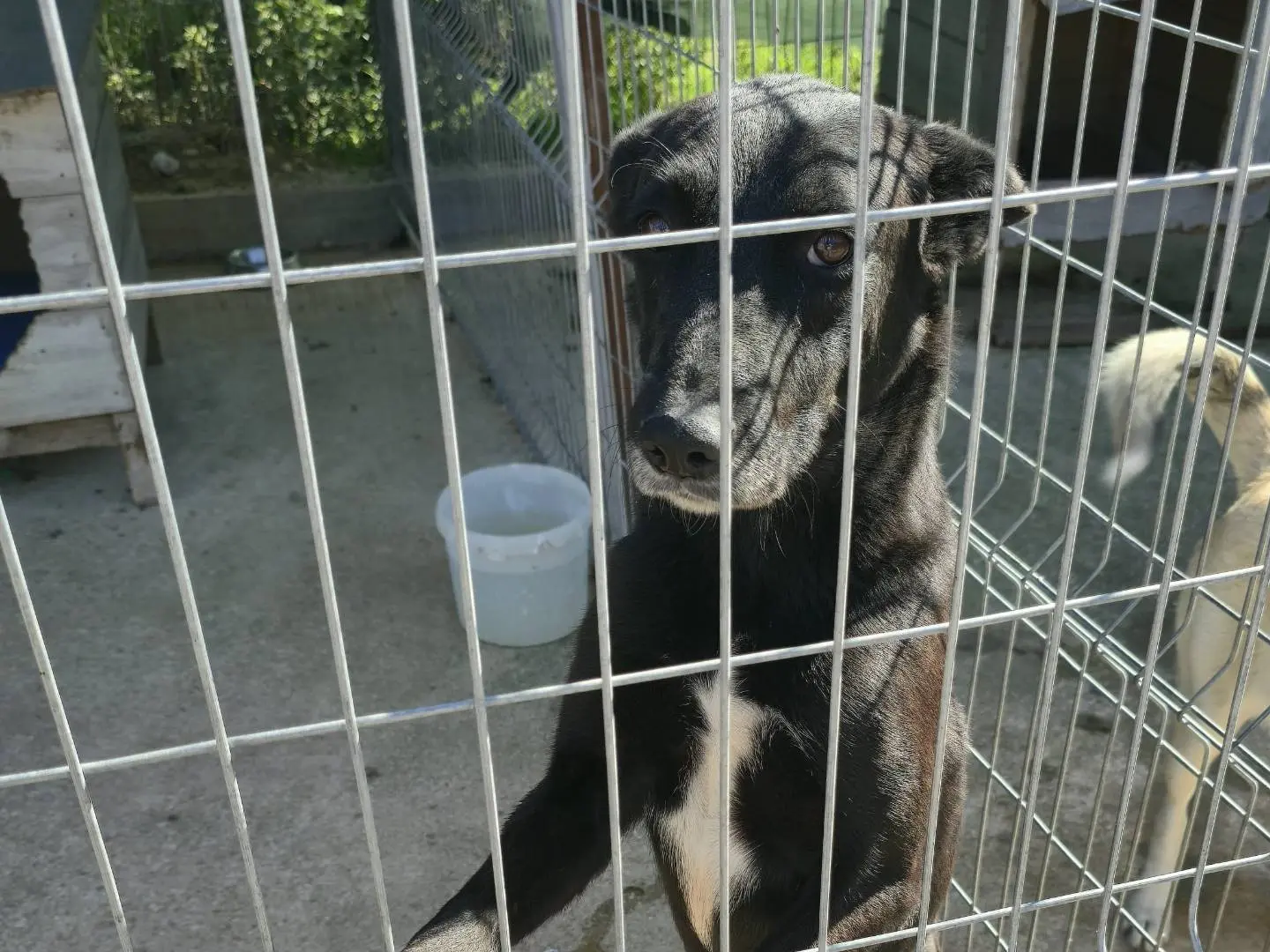 Adotta un cane, maschio, 1 anno e 2 mesi, Udine
