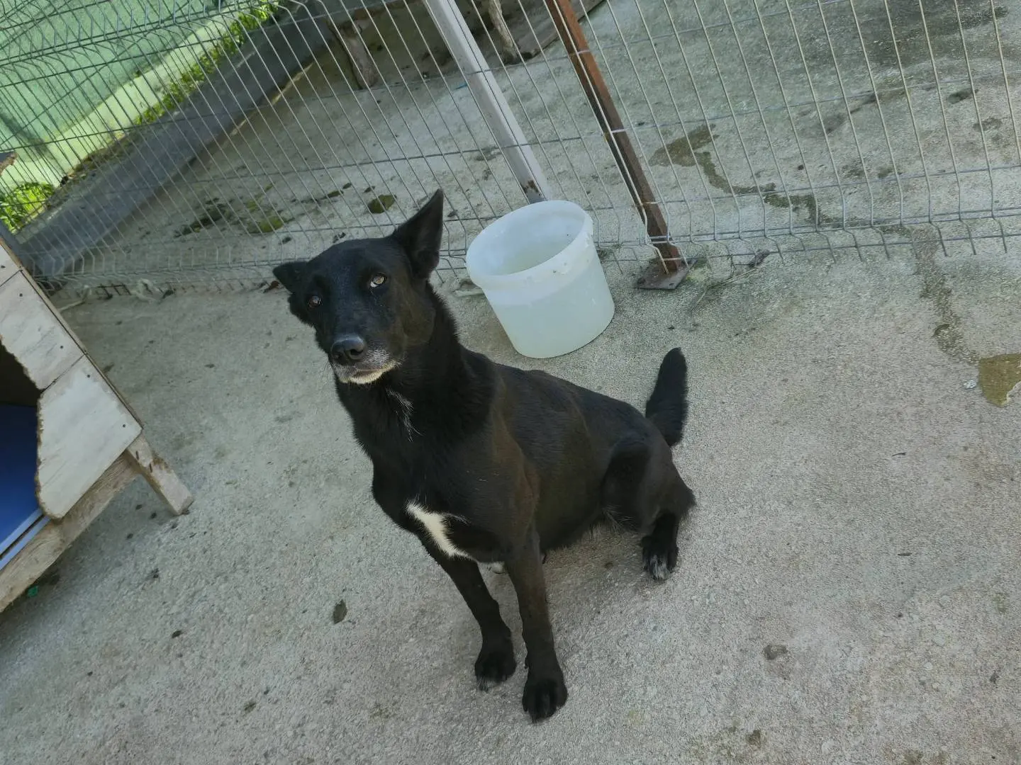 Vuoi adottare un cane a Udine?