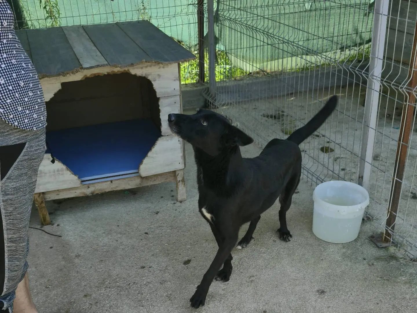 Adozione cane, maschio, Razza sconosciuta Razza sconosciuta, 1 anno e 2 mesi, taglia media, Udine