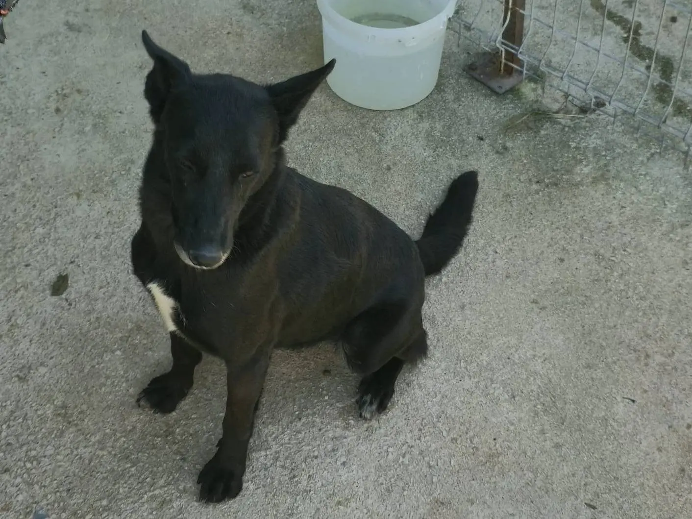 Adotta un cane, taglia media, maschio, Udine