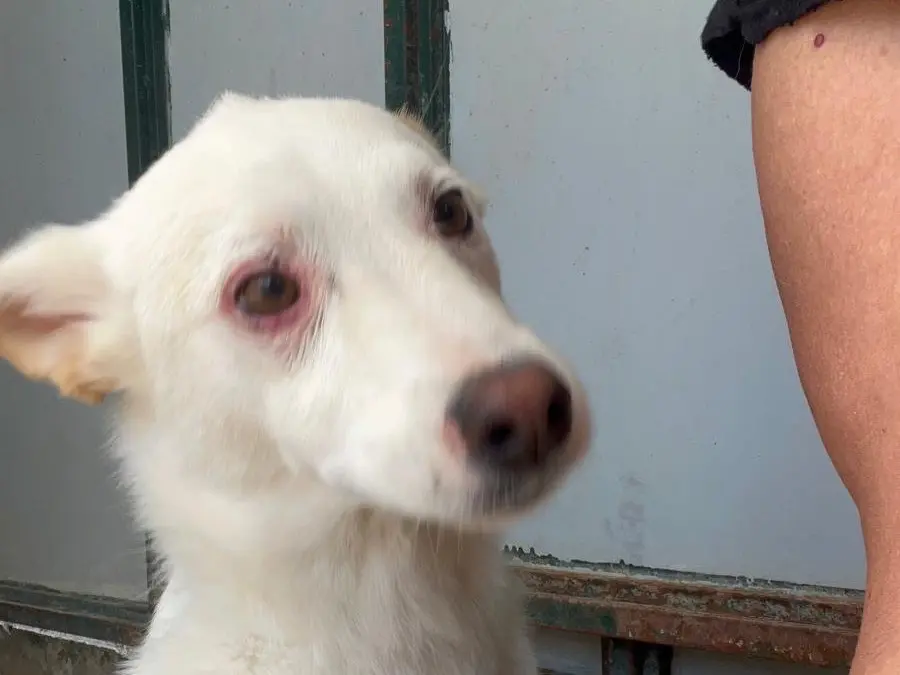 Adotta un cane, maschio, 5 anni e 2 mesi, Bari