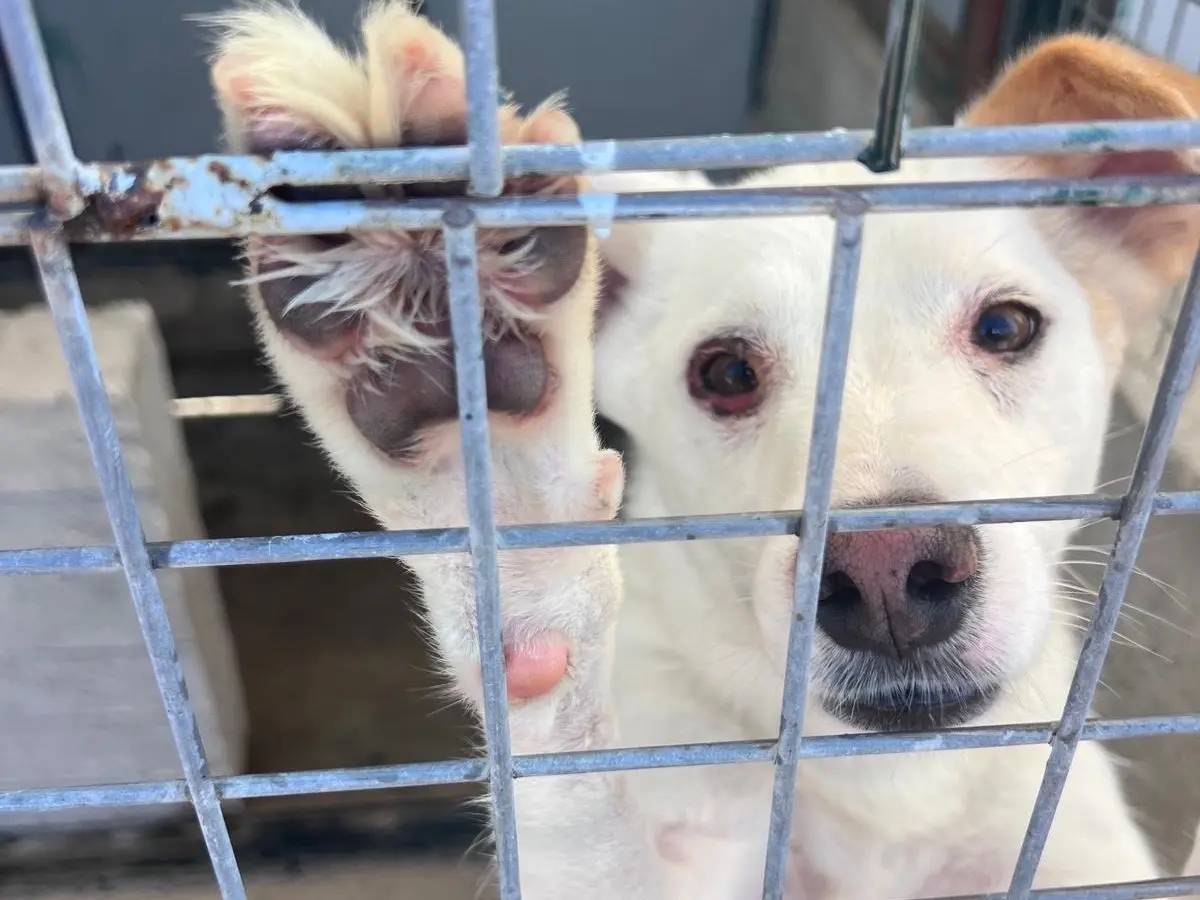 Adotta un cane, taglia media, maschio, Bari