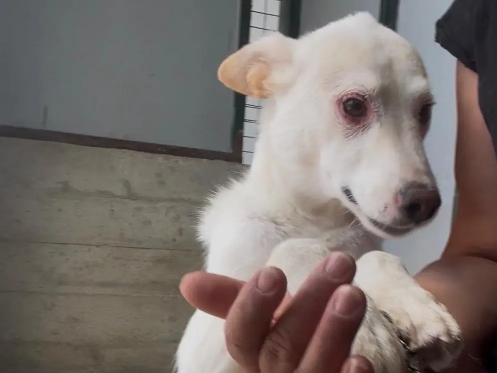 Adozione cane, maschio, Razza sconosciuta Razza sconosciuta, 5 anni e 2 mesi, taglia media, Bari