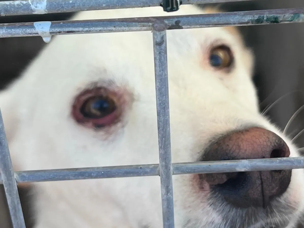 Vuoi adottare un cane a Bari?