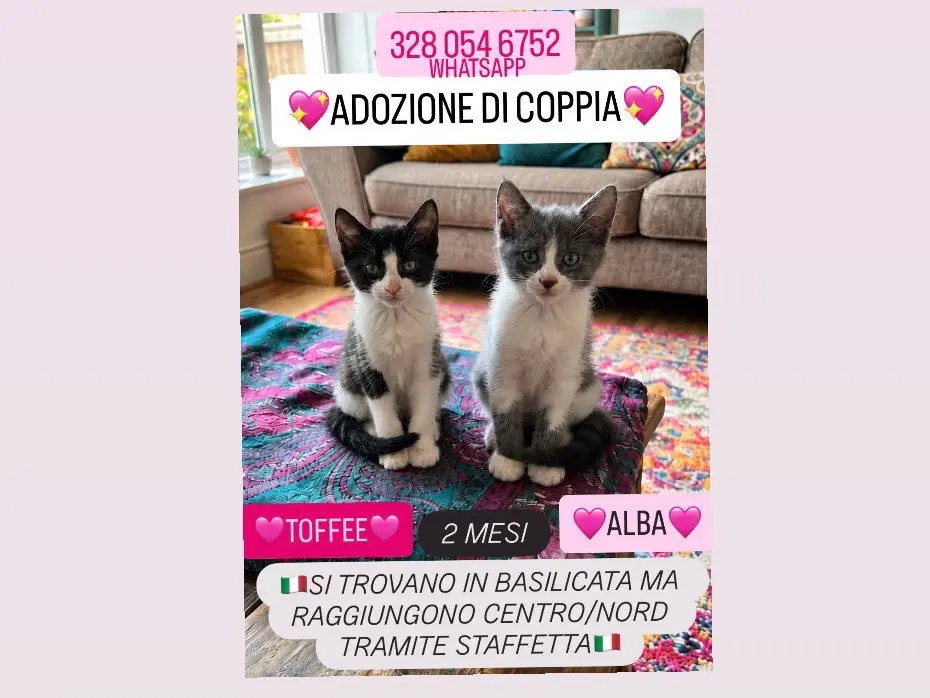 Foto 1 dell'animale