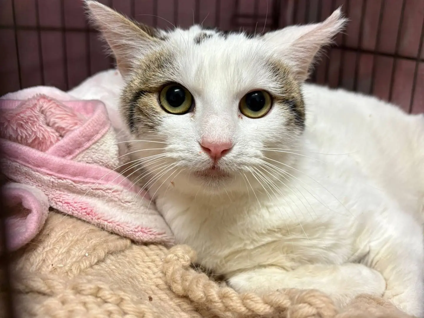 Adotta un gatto, maschio, 2 anni e 8 mesi, Asti