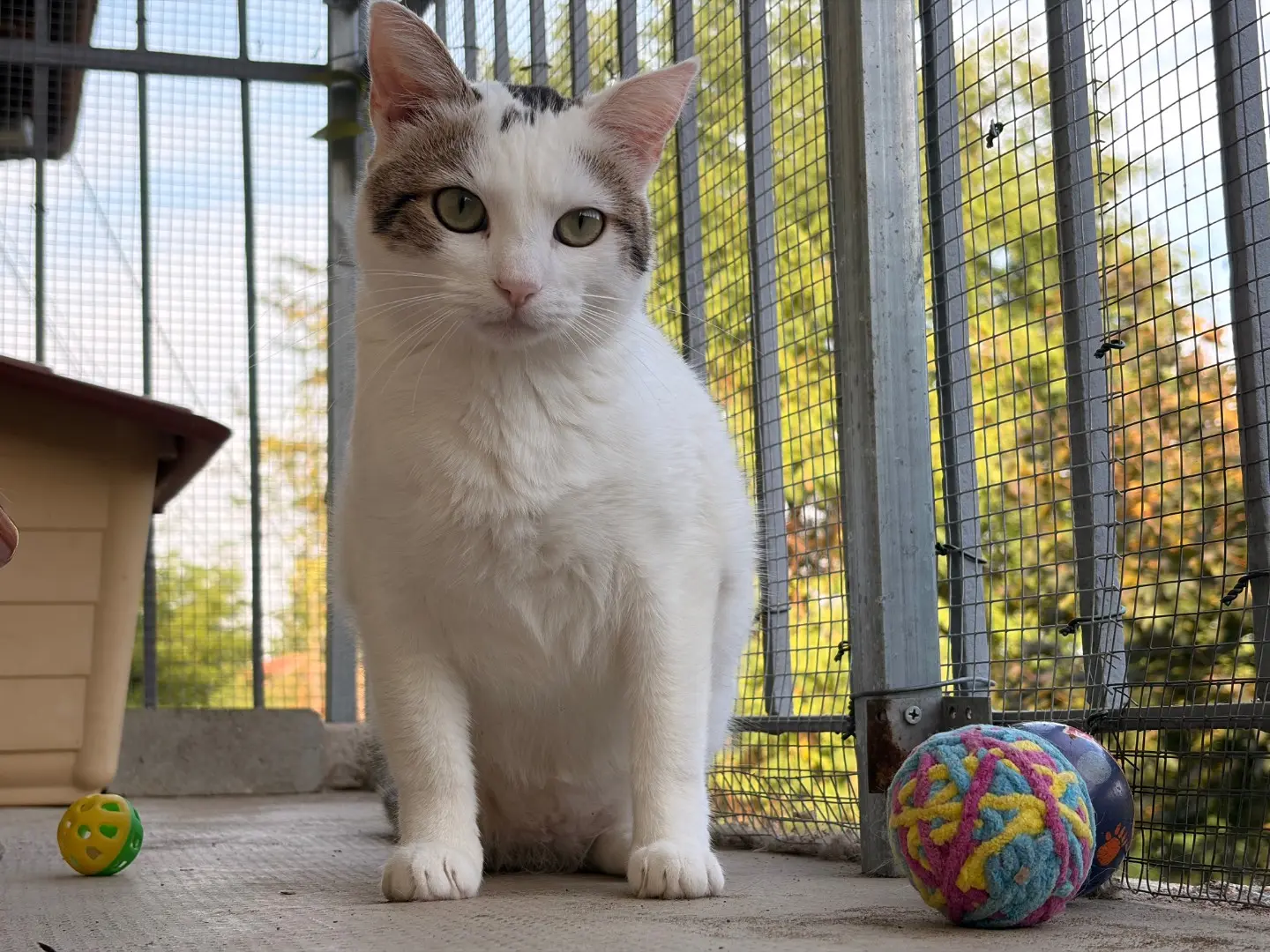 Adozione gatto, maschio, Razza sconosciuta Razza sconosciuta, 2 anni e 8 mesi, taglia non valida, Asti