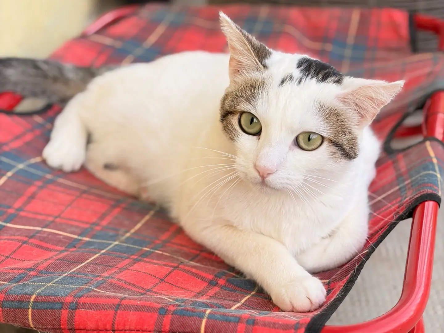 Adotta un gatto, taglia non valida, maschio, Asti