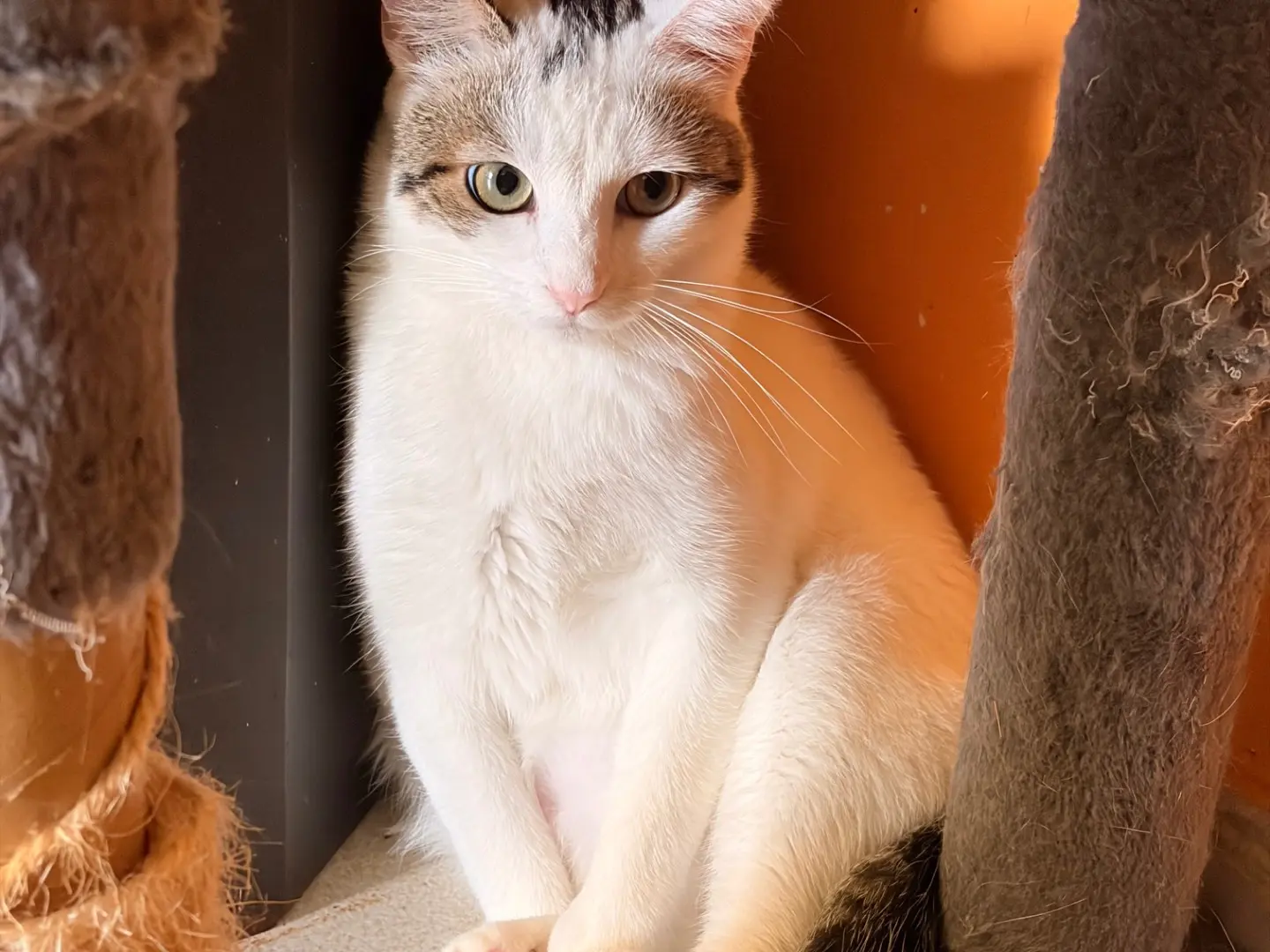 Vuoi adottare un gatto a Asti?