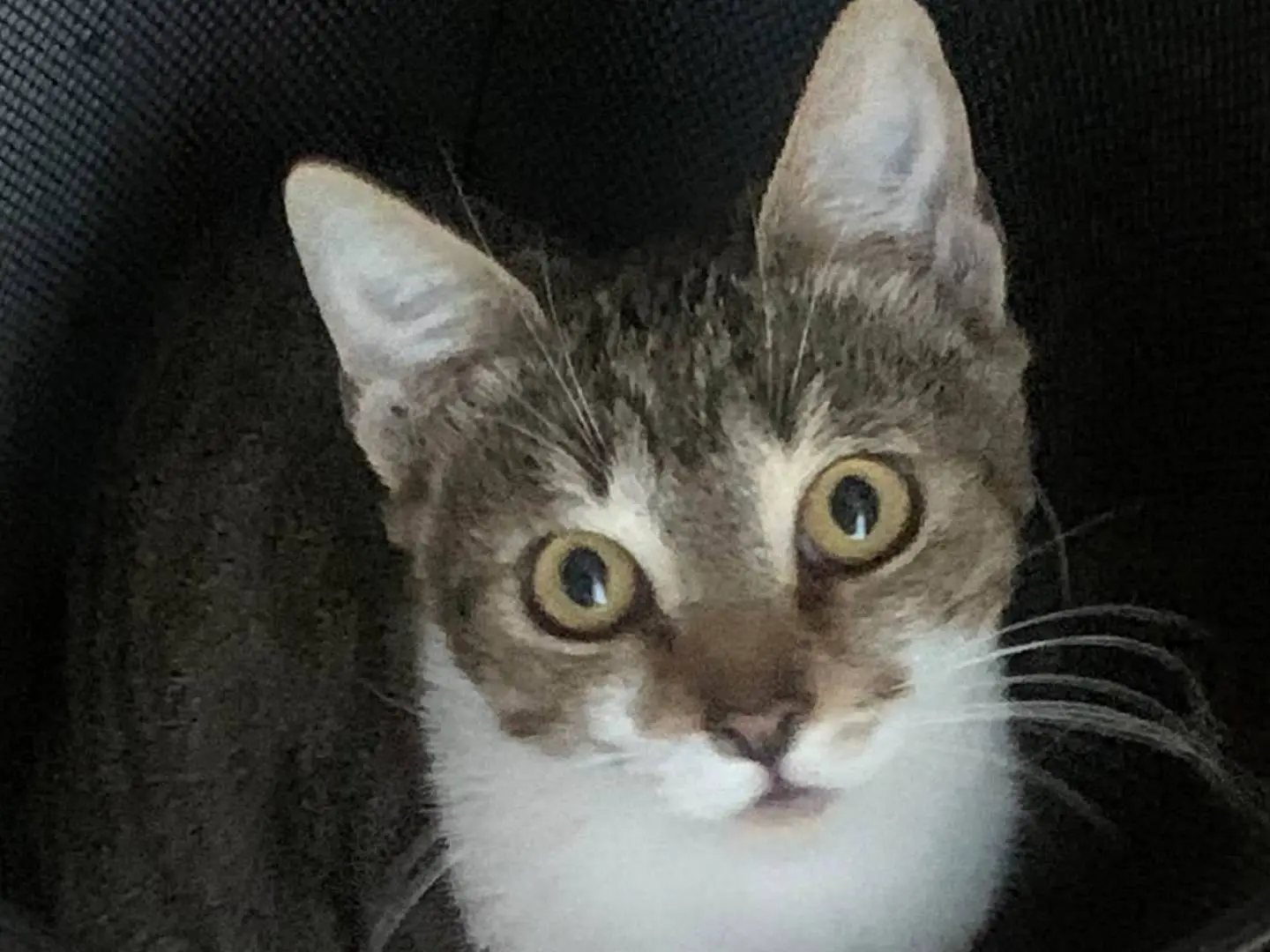 Adotta un gatto, femmina, 2 anni, Salerno