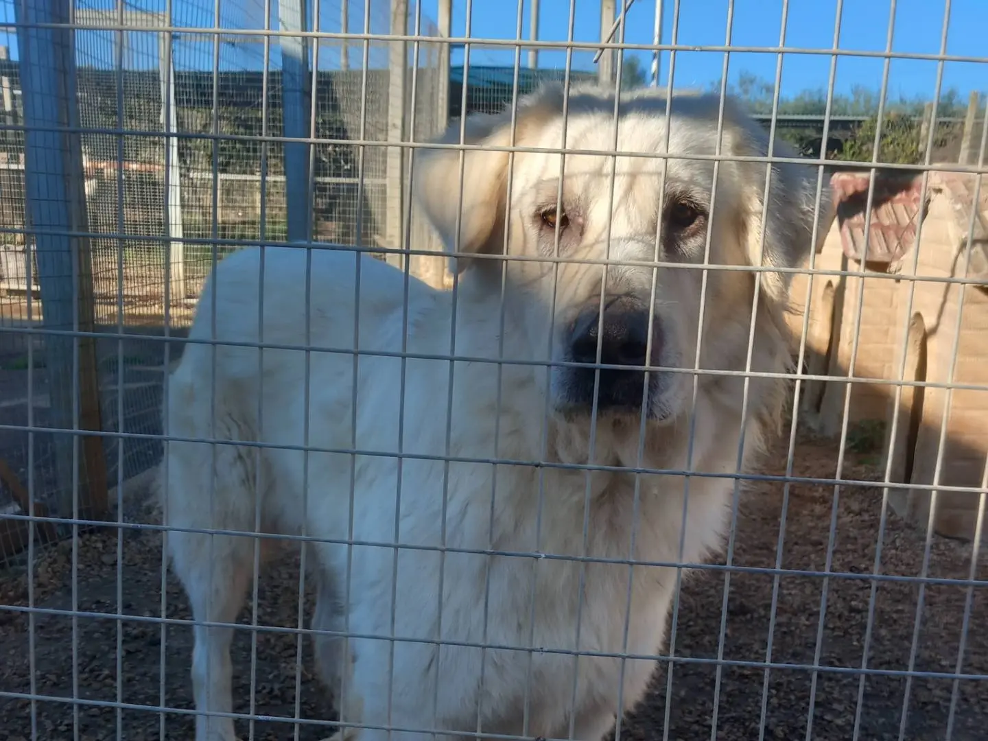 Adotta un cane, taglia gigante, maschio, Barletta