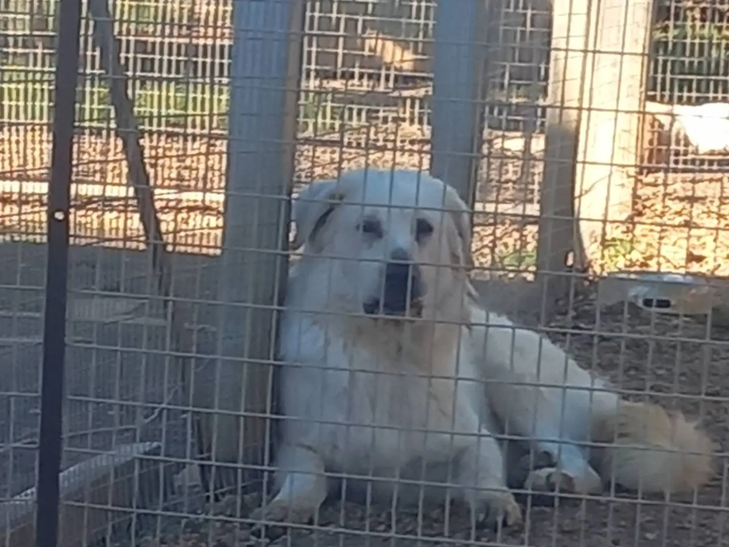 Vuoi adottare un cane a Barletta?