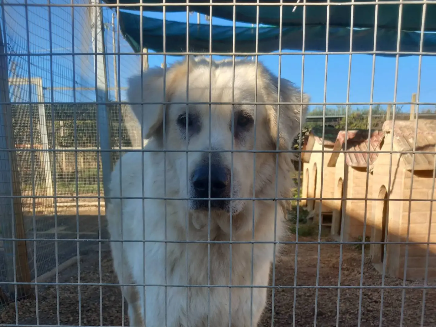 Adozione cane, maschio, Pastore maremmano, 8 anni e 1 mese, taglia gigante, Barletta