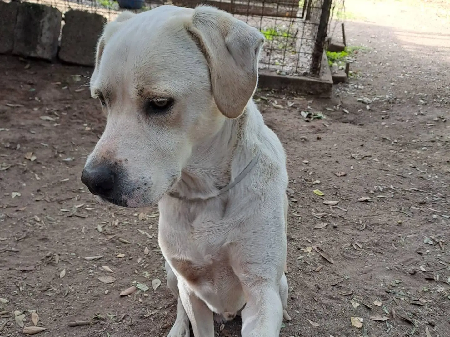 Adotta un cane, maschio, 5 anni e 5 mesi, Roma