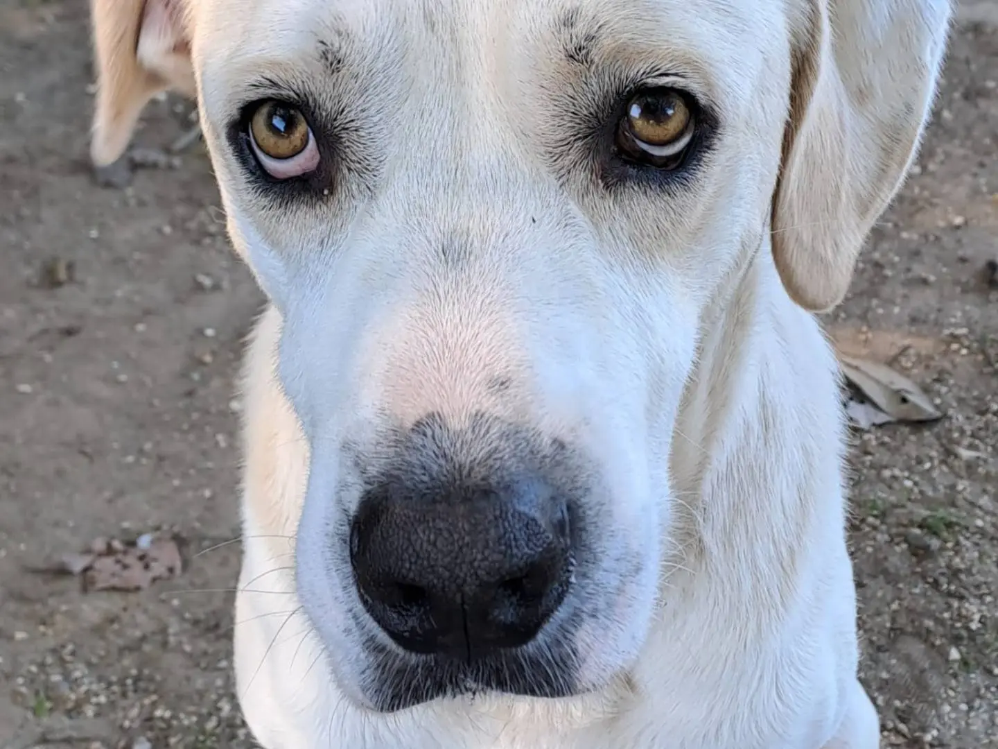 Adozione cane, maschio, Razza sconosciuta Razza sconosciuta, 5 anni e 5 mesi, taglia grande, Roma