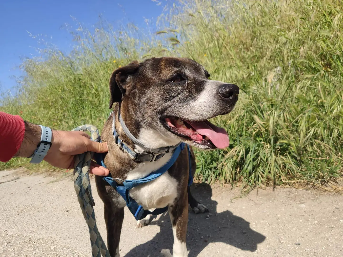 Adotta il cane SASHA PIT a Caserta