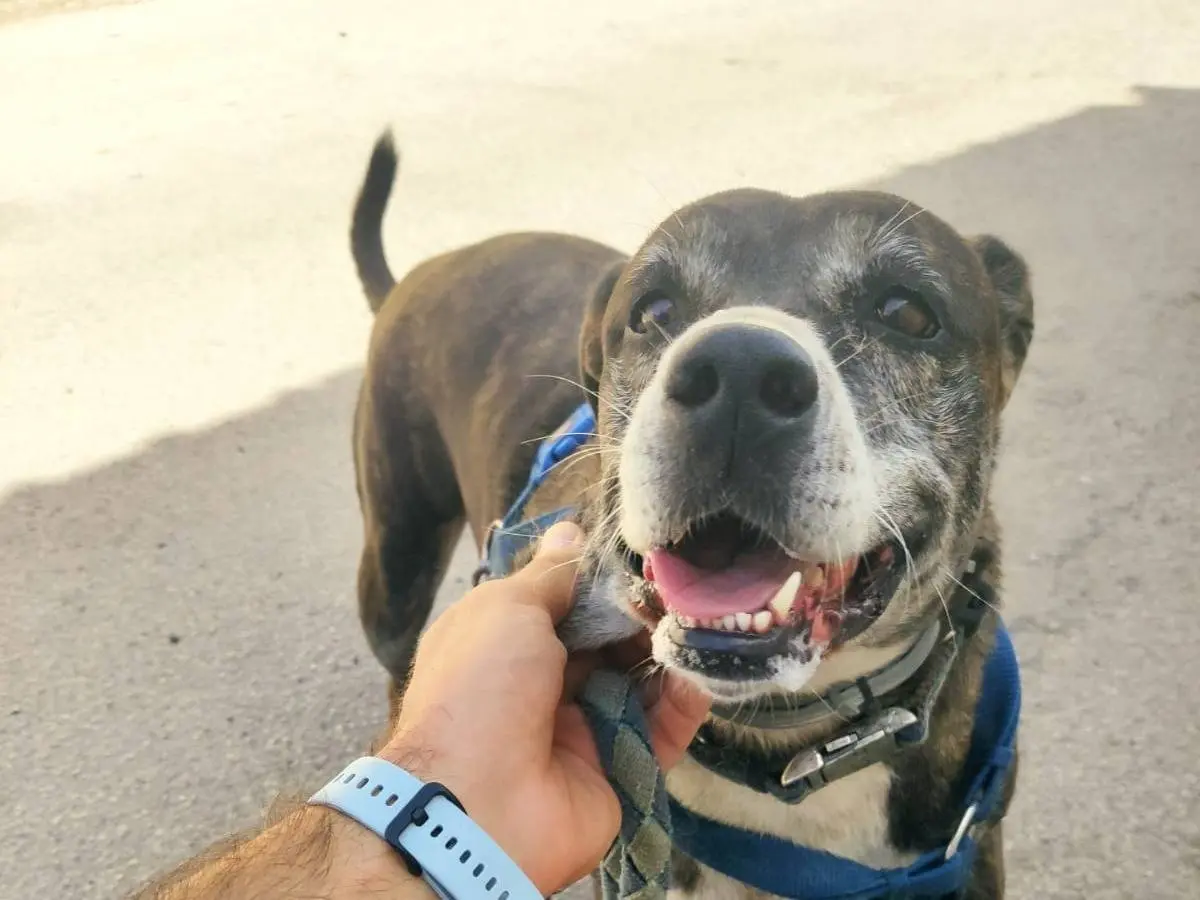 Adotta un cane, femmina, 8 anni e 7 mesi, Caserta