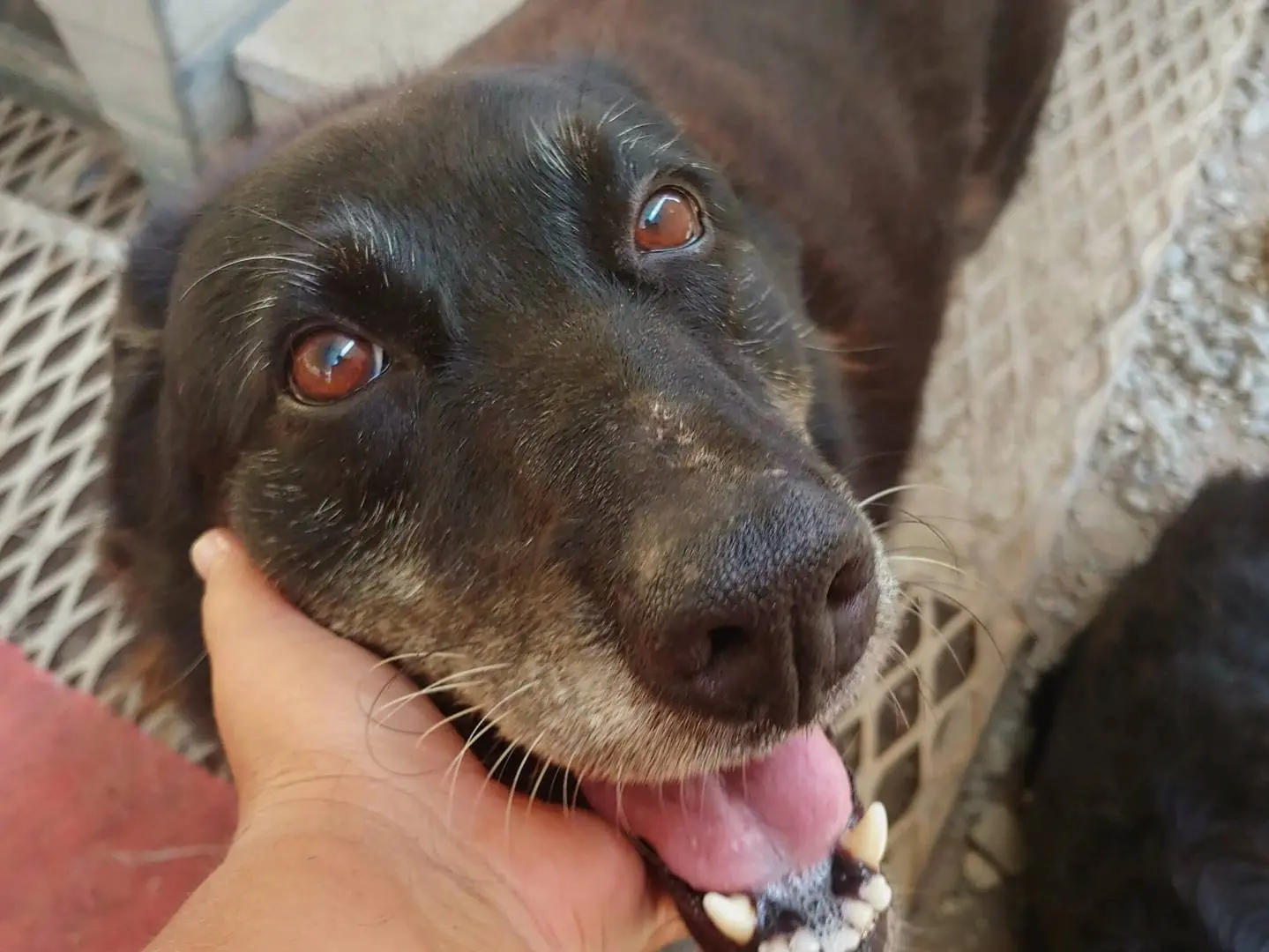 Adotta il cane Penelope a Messina