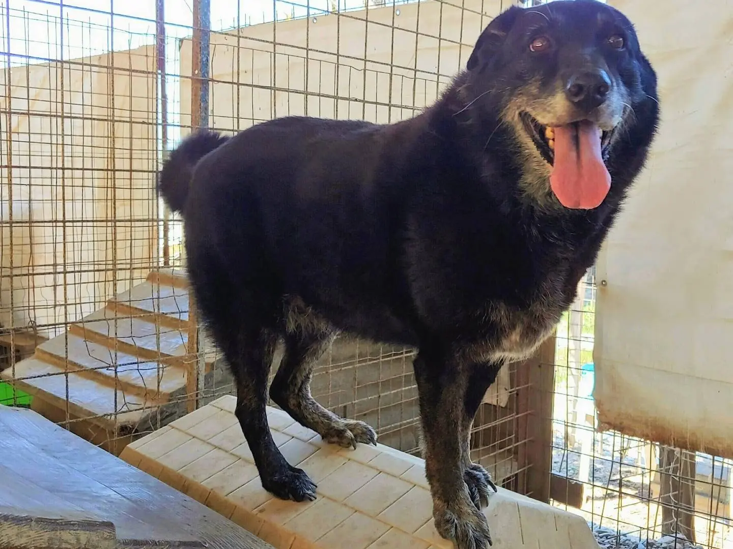 Vuoi adottare un cane a Messina?