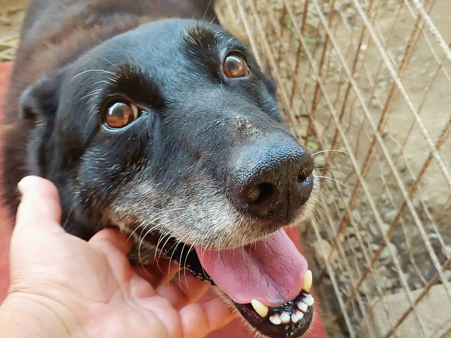 Adotta un cane, femmina, 13 anni e 7 mesi, Messina