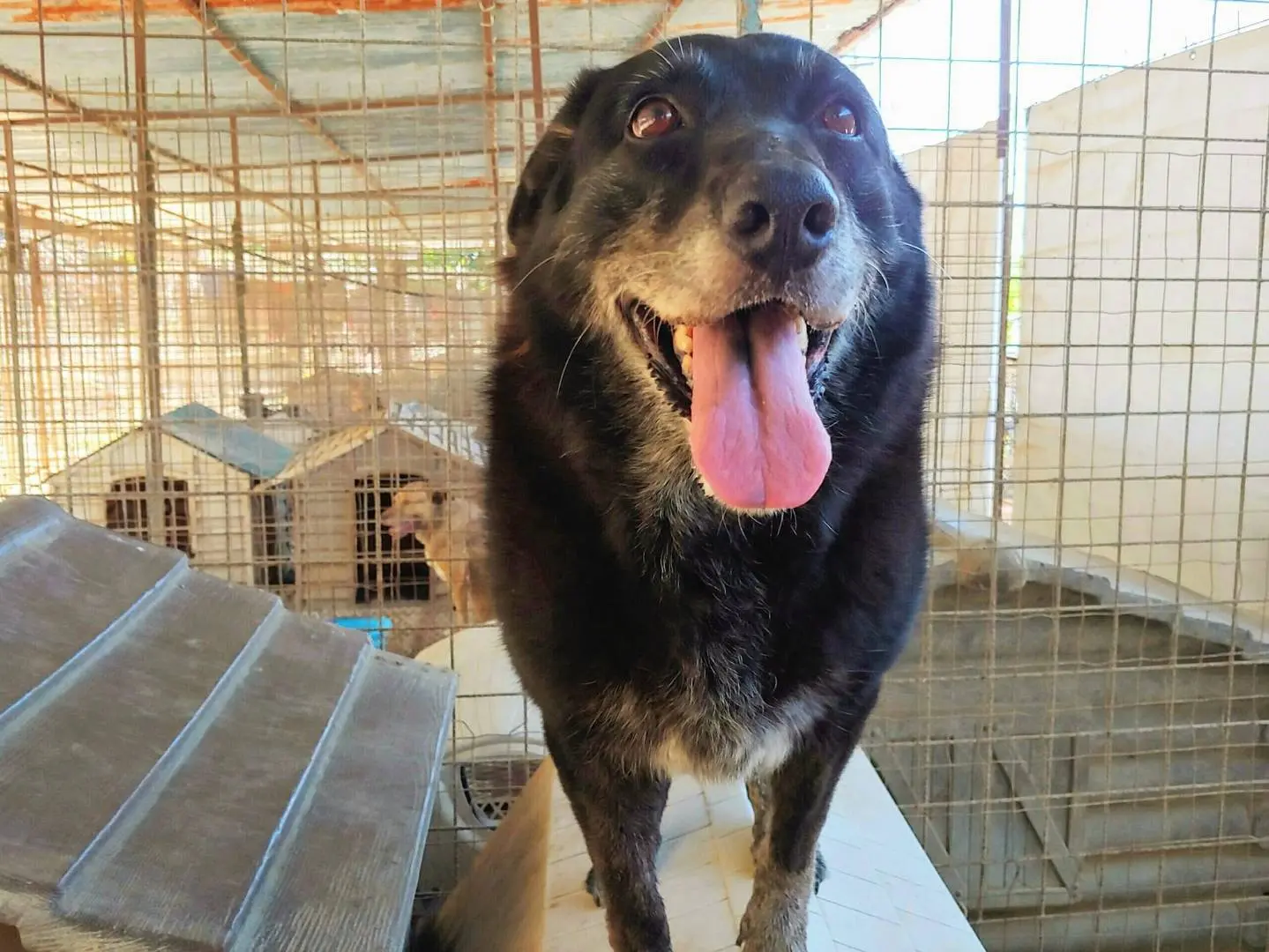 Adozione cane, femmina, meticcio, 13 anni e 7 mesi, taglia media, Messina