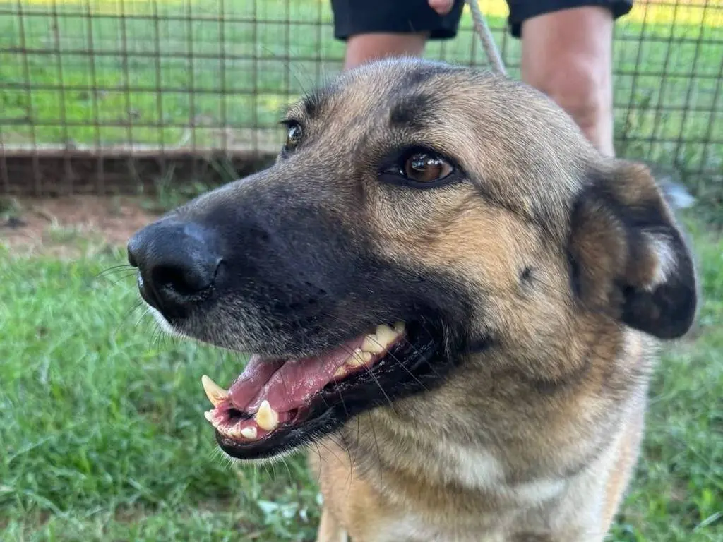 Vuoi adottare un cane a Milano?