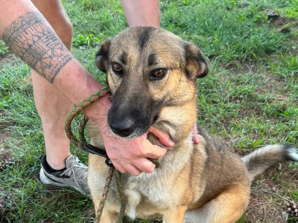 Adozione cane, femmina, Razza sconosciuta Razza sconosciuta, 3 anni e 11 mesi, taglia media, Milano
