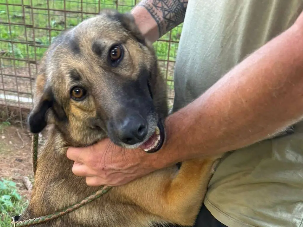 Adotta un cane, taglia media, femmina, Milano