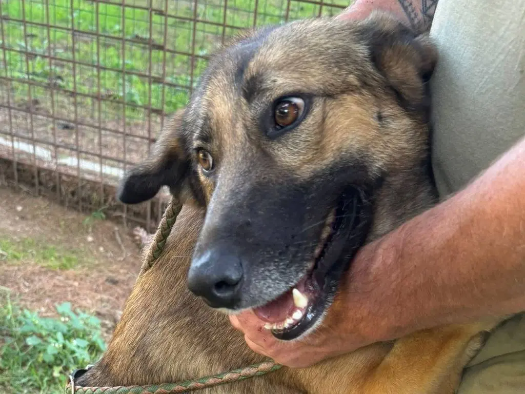 Adotta il cane DIANA a Milano