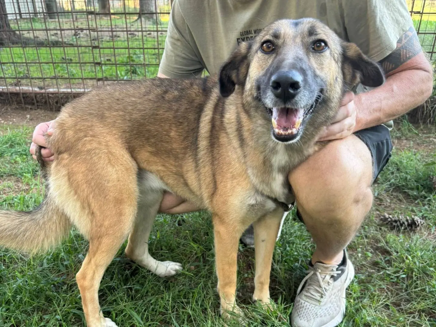 Adotta un cane, femmina, 3 anni e 11 mesi, Milano