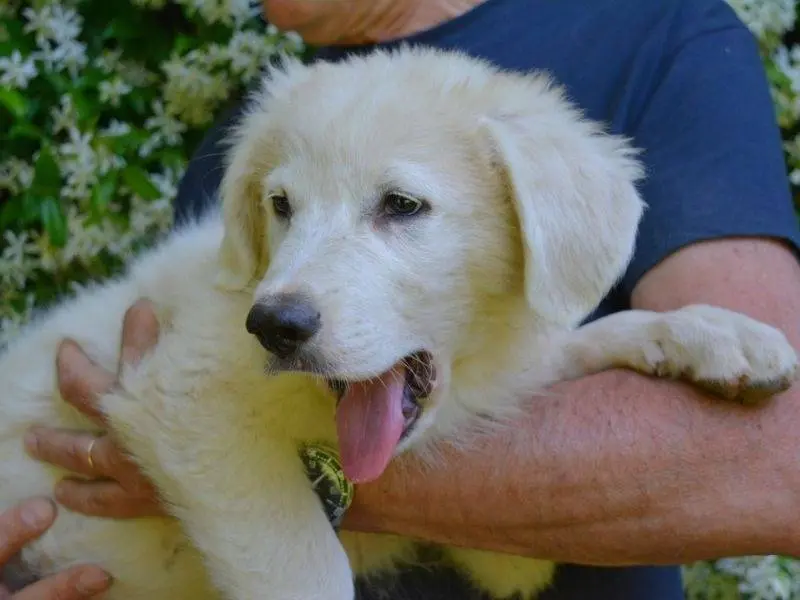 Adotta un cane, maschio, 7 mesi, Roma