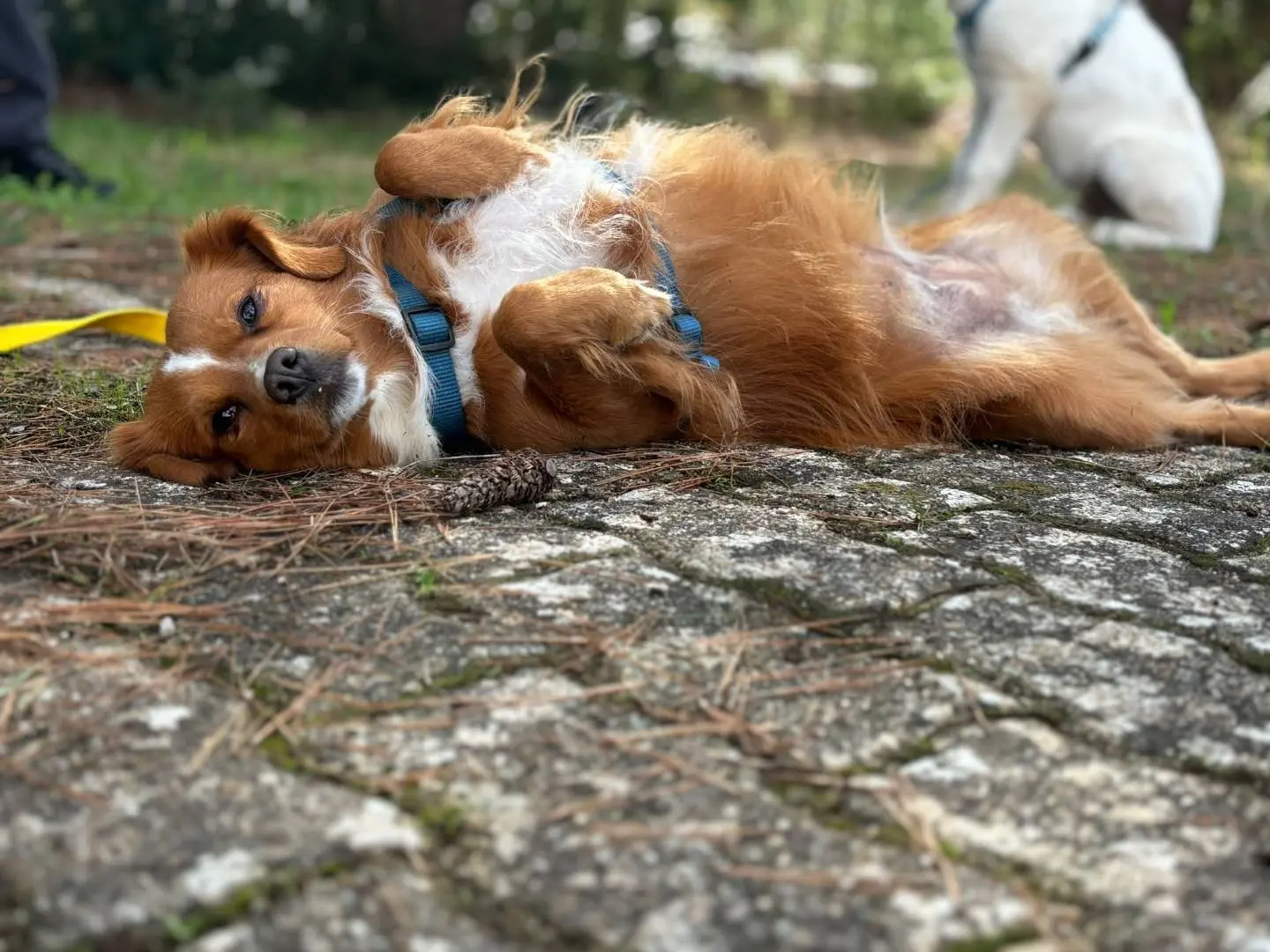 Adotta il cane Lia a Bari