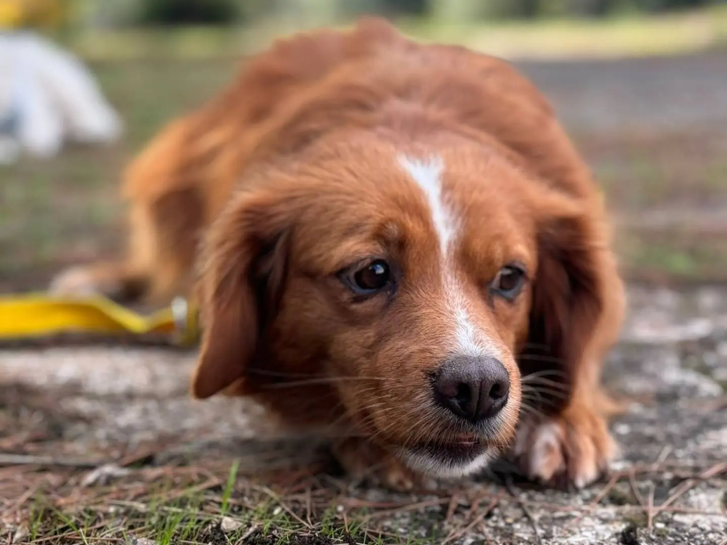 Adotta un cane, taglia media contenuta, femmina, Bari