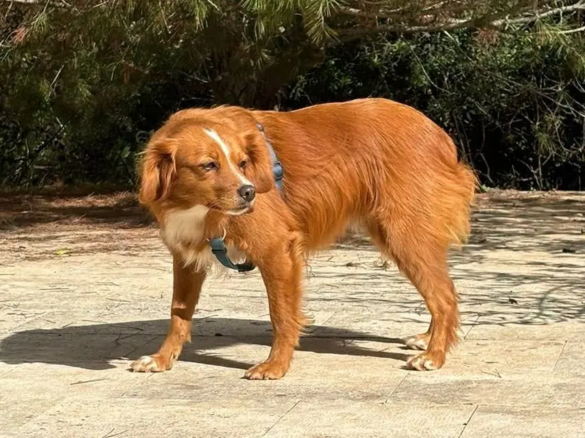 Vuoi adottare un cane a Bari?