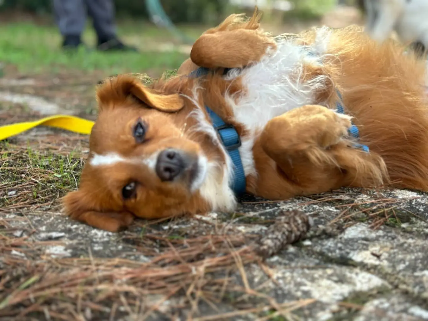 Adozione cane, femmina, Razza sconosciuta Razza sconosciuta, 3 anni, taglia media contenuta, Bari