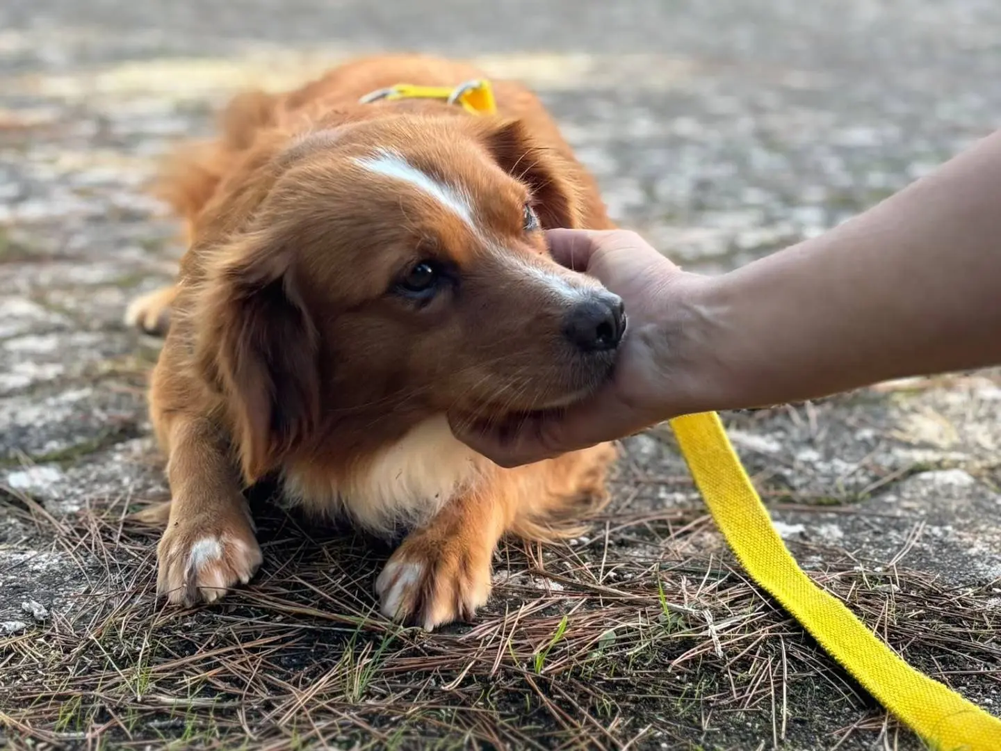 Adotta un cane, femmina, 3 anni, Bari