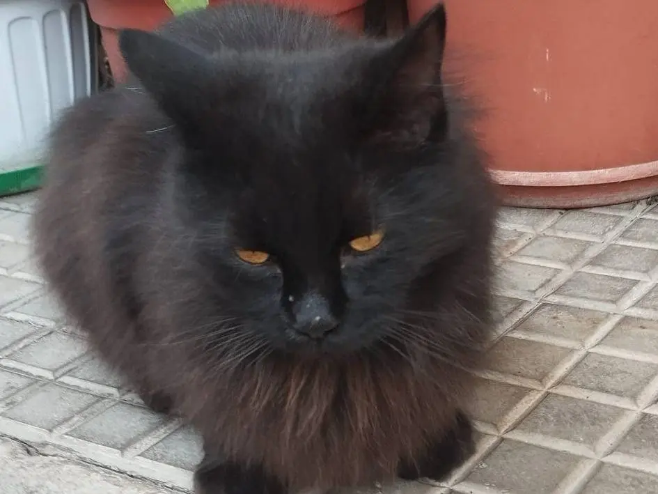 Adotta un gatto, taglia non valida, femmina, Roma