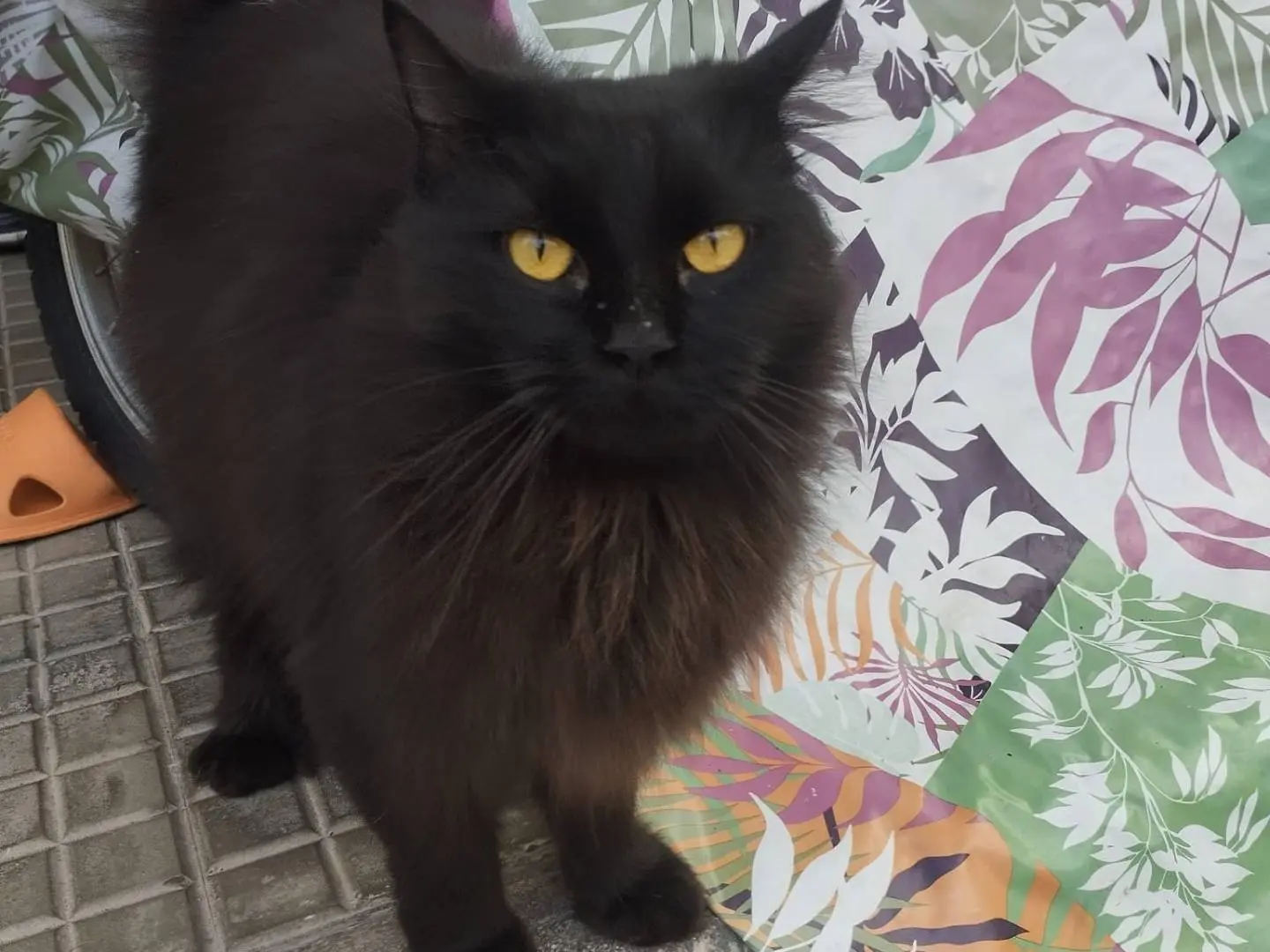 Adozione gatto, femmina, Razza sconosciuta Razza sconosciuta, 1 anno e 3 mesi, taglia non valida, Roma
