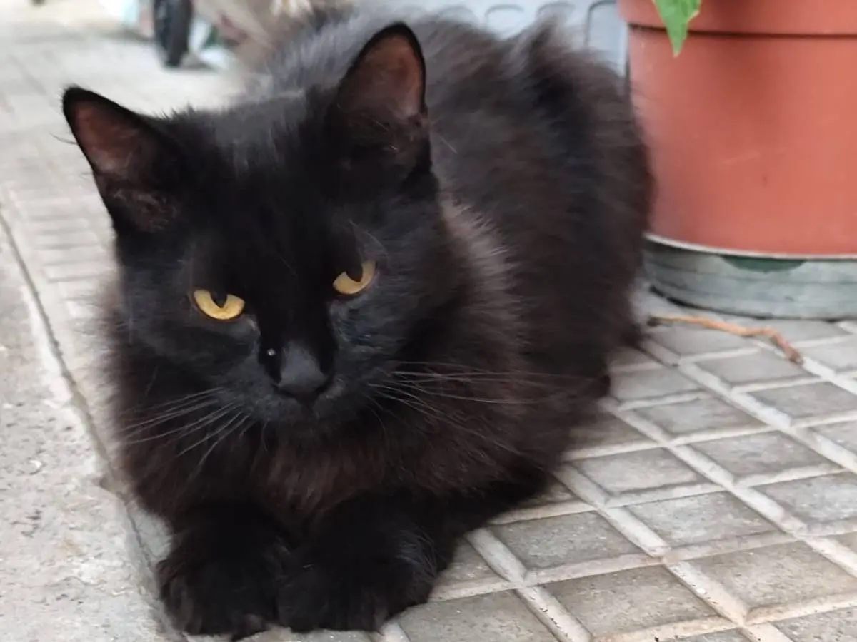 Adotta un gatto, femmina, 1 anno e 3 mesi, Roma