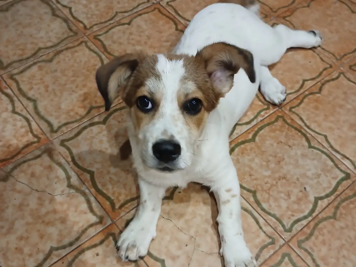 Vuoi adottare un cane a Genova?