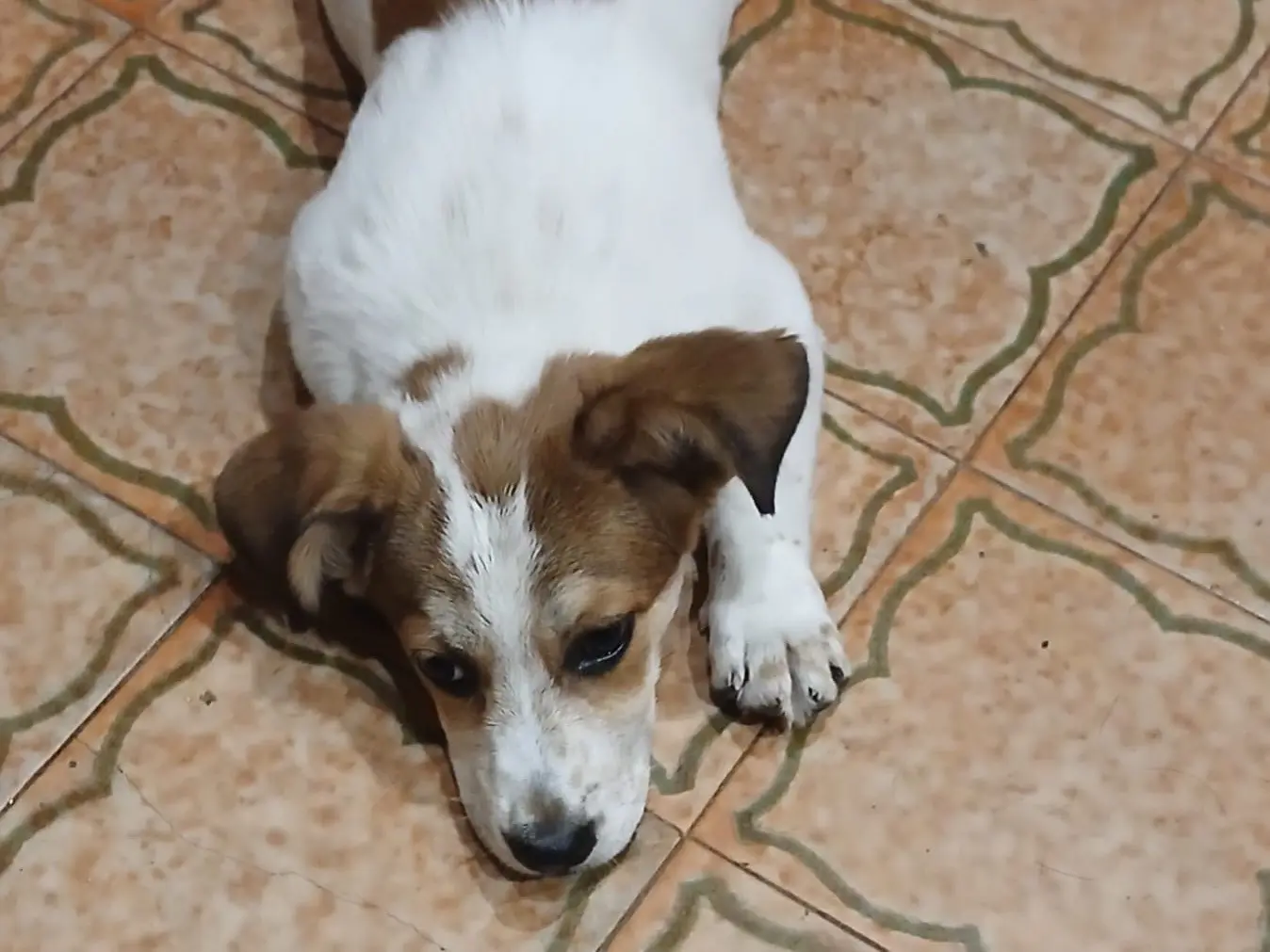 Adotta un cane, femmina, 6 mesi, Genova