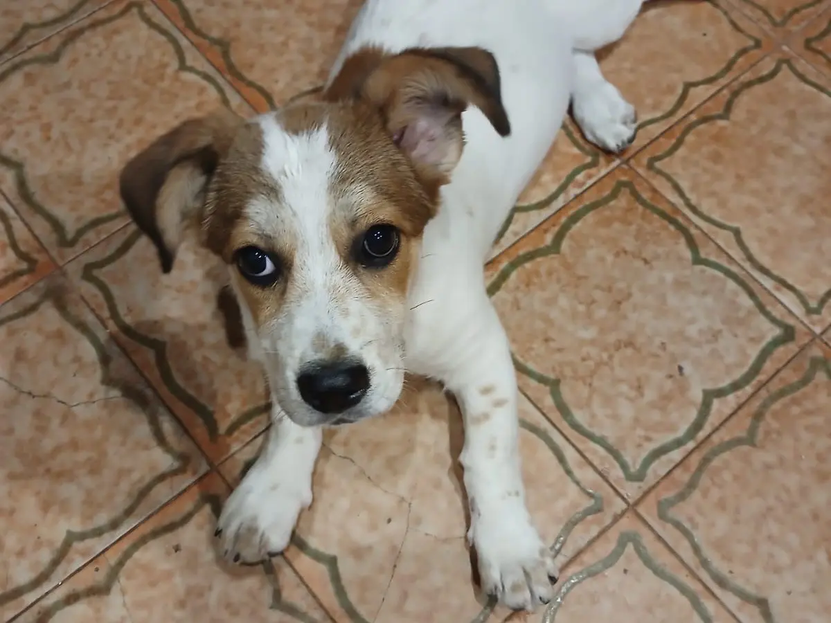 Adotta un cane, taglia media, femmina, Genova